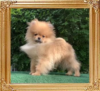 Canton_Happy_Star__4mos_9060.jpg