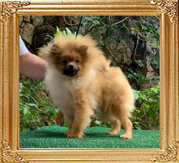 Canton_Heavenly_Prince_6mos_3.9lbs_IMG_3190.jpg