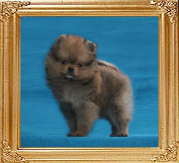 Canton_Illusion_Ilona_1.4lbs_2mo_49537.jpg