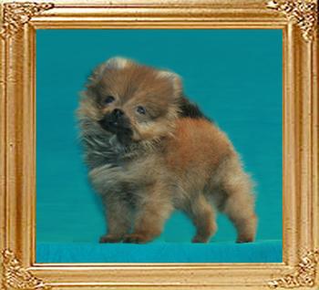 Canton_Im_Easy_5962_2mo_3wk__1.1lbs_6-6_47529.jpg