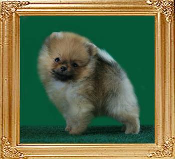 Canton_Impossible_2mo_o.8_lbs.jpg