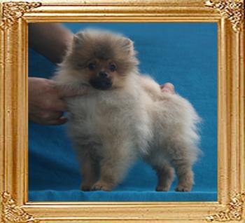 Canton_Impossible_Joe_3.3lbs_3mo_3wk_P6-6_6586.jpg