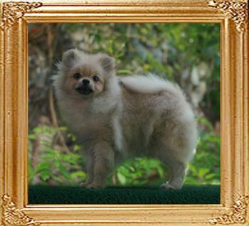 3.3lbs at 5.5months Canton_Irma_La_Douche__6785_5.5mo_3.3lbs_47531.jpg
