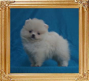 Canton_Jaylo_of_MT_Crest_1.1lbs__1mo_2wk_49549.jpg