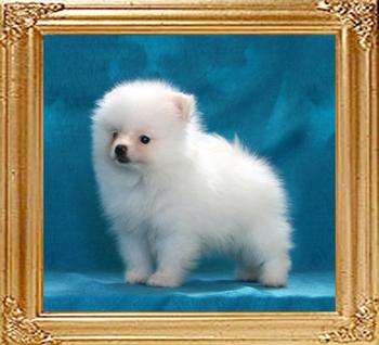 Canton_Jazz_It_Up_2mos_1.1lb_framed.jpg
