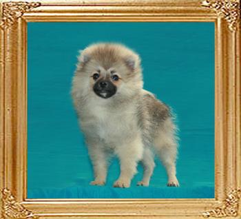 Canton_Katrina_Wolf__6544_4mo_3.5lbs_6-6_47535.jpg