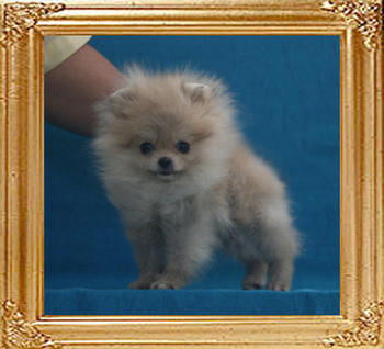 Canton_Kay_Lennon_4mo_1.1lbs_P6-4_4521.jpg