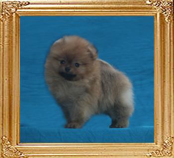 Canton_Kesha_Kelly_1.3lbs_1mo_3wk_49544.jpg