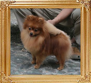Canton_Kesha_Kelly_11mo_2wk_6lbs_6987_.jpg