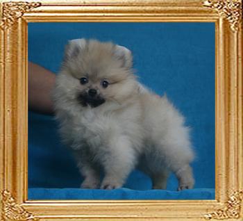 Canton_Kesha_Wood_1.65lbs_2mo_2970.jpg