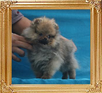 Canton_Kim_Novak__1.54lbs_3mo_P6-4_5722.jpg