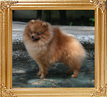 Canton_King_Maker_4.5lbs_9mo_6052.jpg