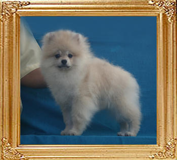 Canton_Kyle_Lennon_4mo_3.9lbs_P6-5_4199.jpg