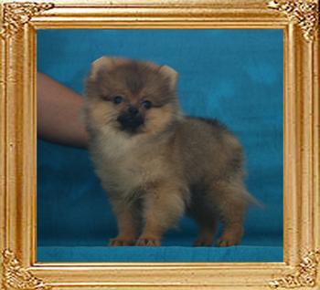 Canton_Kystie_Wood_2.2lbs_3mo_2wk_1206.jpg