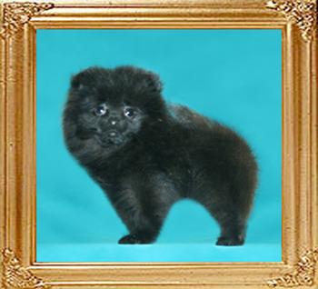 Canton_Lady_Zelda_3mo_1.7lbs.jpg