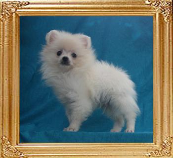 Canton_Lark_In_The_Sky_2mo_2wk_2.2lbs_49590.jpg