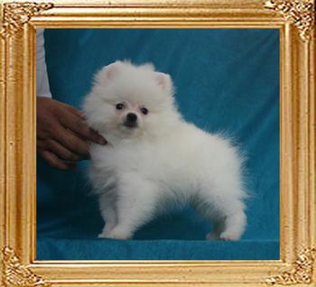 2.4lbs at 2months 2weeks Canton_Lashika_Linda_2.4lbs_2mo_2wk_49609.jpg