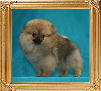 Canton_Locomotion_1.7lbs_3mo.jpg