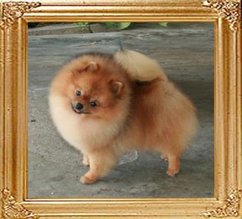 Canton_Locomotion_1yr_2mo_21cm_4.5lbs__2.jpg