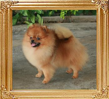Canton_Locomotion_1yr_2mo_21cm_4.5lbs__3.jpg