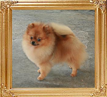 Canton_Locomotion_1yr_2mo_21cm_4.5lbs__PICK.jpg