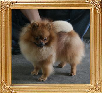 Canton_Locomotion_1yr_4.5lbs_1st.jpg