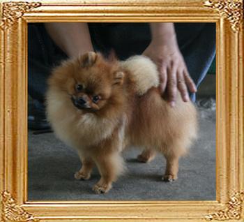 Canton_Locomotion_1yr_4.5lbs_2nd.jpg