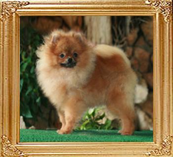 Canton_Locomotion_at_8_months_47021.jpg
