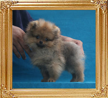 Canton_Mad_Max_P6-6_1.76lbs_2mo_3wk_1829.jpg
