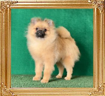 Canton_Mango_Float_7mos.jpg