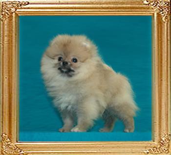 Canton_Mayflower_3mo_2wk_11.8lbs_47283.jpg