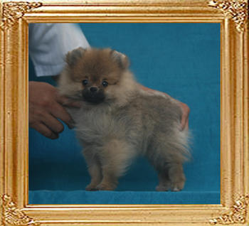 Canton_Melanie_I_1.9lbs_2mo_3wk_P6-6_3638.jpg