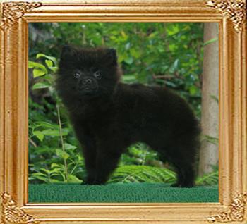 Canton_Midnight_Empress_3mo_2wk_2.4lbs_47376.jpg
