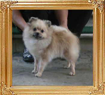 Canton_Mirabelle_1yr_1mo_3.74lbs_5608.jpg