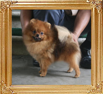 Canton_Mirte_Maas_1yr_3.74lbs_2668.jpg