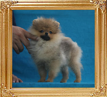 Canton_Mirte_Maas_P6-6_2.2lbs_4mo_3wk_2148.jpg
