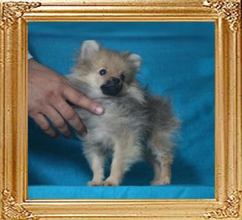 Canton_Mr_Rober_Donat_1.98lbs_3mo_3wk_P6-6_0648.jpg