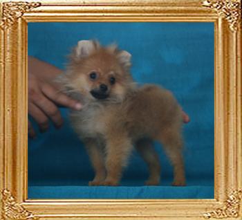 Canton_Ms_Greer_Carson_2.2lbs_3mo_2wk_1232.jpg