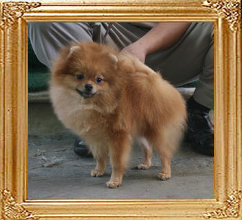 Canton_Ms_Greer_Garson_1yr_5mo_418lbs_9691.jpg