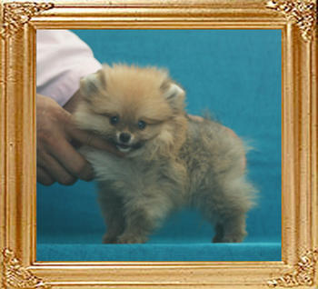 Canton_Ms_Volla_0.99lbs_2mo_2wk_P6-6_7372.jpg