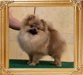 Canton_My_Sweet_Sweet_Hero_9mos_2wks_4.7lbs_9646.jpg