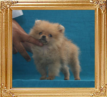 Canton_New_Fling_1.1lbs_3mo_2wk_P6-5_3382.jpg