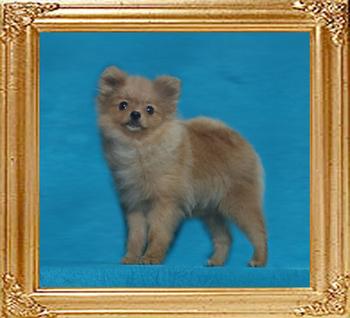 4lbs at 5months Canton_Nirvana_at_MT_Crest_4lbs_5mo_49517.jpg