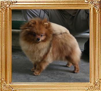 Canton_Pacific_Dawn_2lbs_1yr__9365.jpg