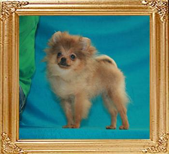Canton_Pacific_Dawn_4mo_2.4lbs_47650.jpg