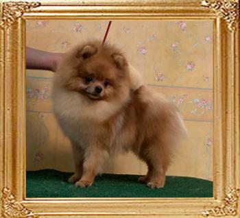 Canton_Pacific_Thunder_1yr_2mos_4lbs_4236.jpg