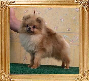 Canton_Pacific_Thunder_9mos_1wk_3.2lbs_0049.jpg