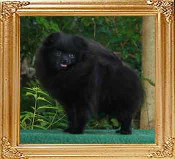 5lbs Canton_Pagan_Dancer__5lbs_47026.jpg