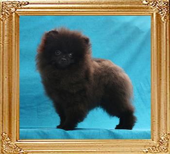 Canton_Pagan_Queen_2.3lbs_3mo_2wk.jpg