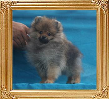 Canton_Pancho_Villa__2.86lbs_3mo_P6-6_5512.jpg
